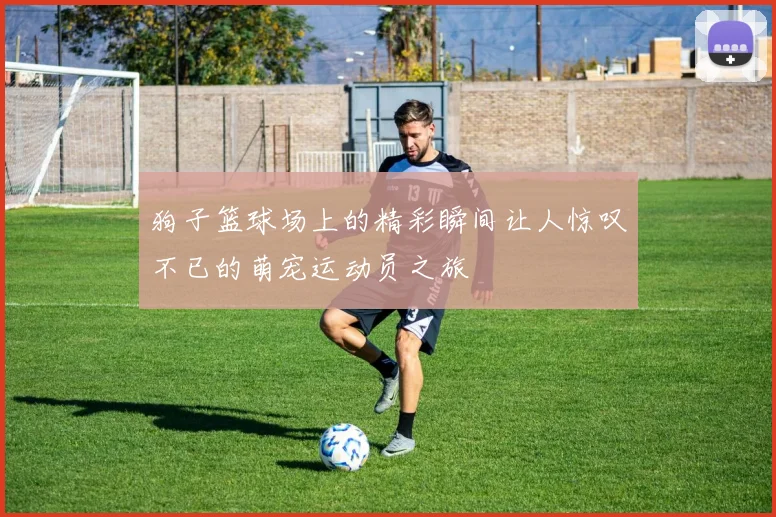 狗子篮球场上的精彩瞬间让人惊叹不已的萌宠运动员之旅